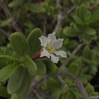 Pemphis acidula J.R.Forst. & G.Forst.